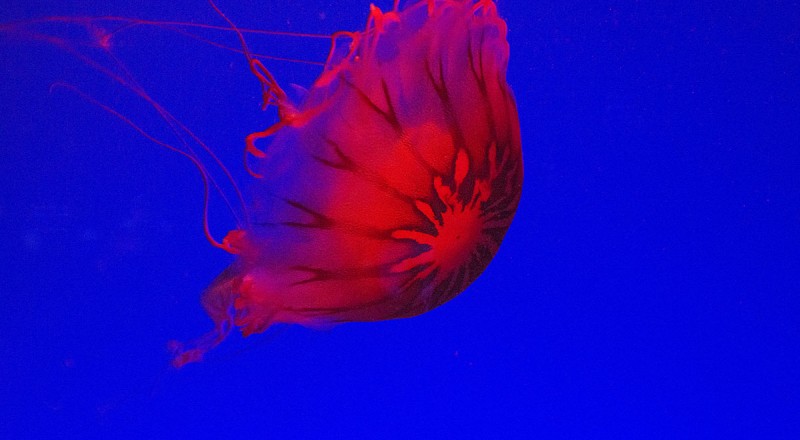 jellyfish
