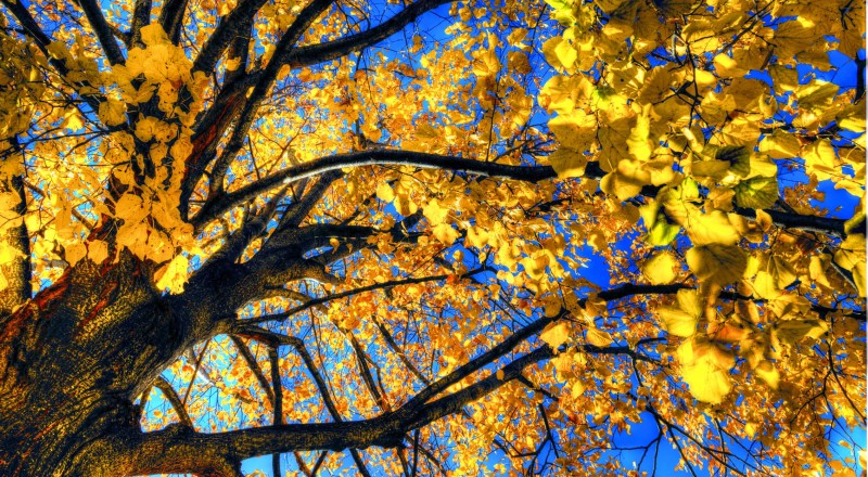 Herbst auf der Rannach, Graz