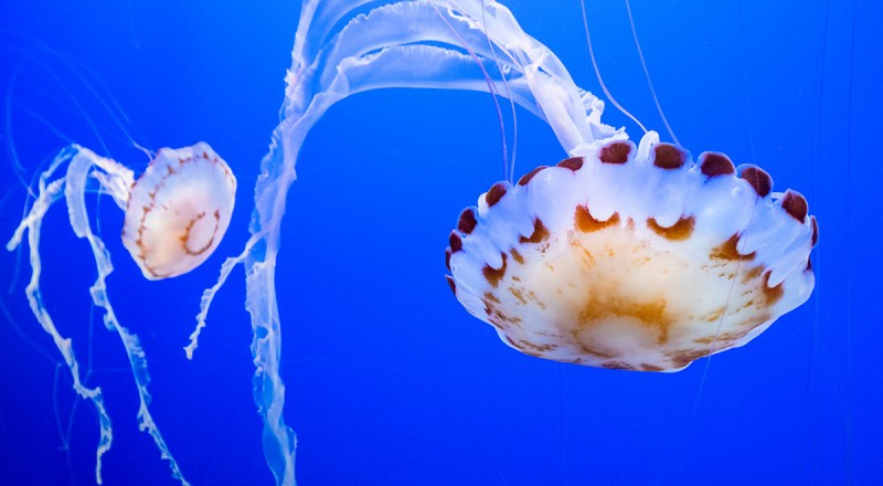 jellyfish